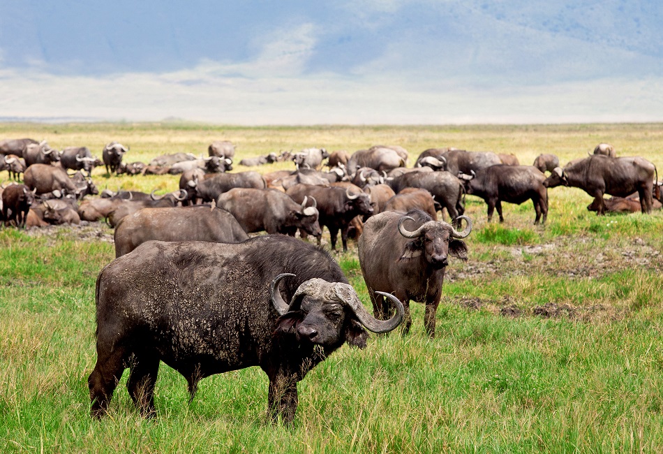 Ngorongoro-crater-buffalo-Serengeti-African-Tours