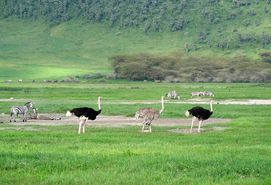 Ngorongoro-crater-ostrich-Serengeti-African-Tours