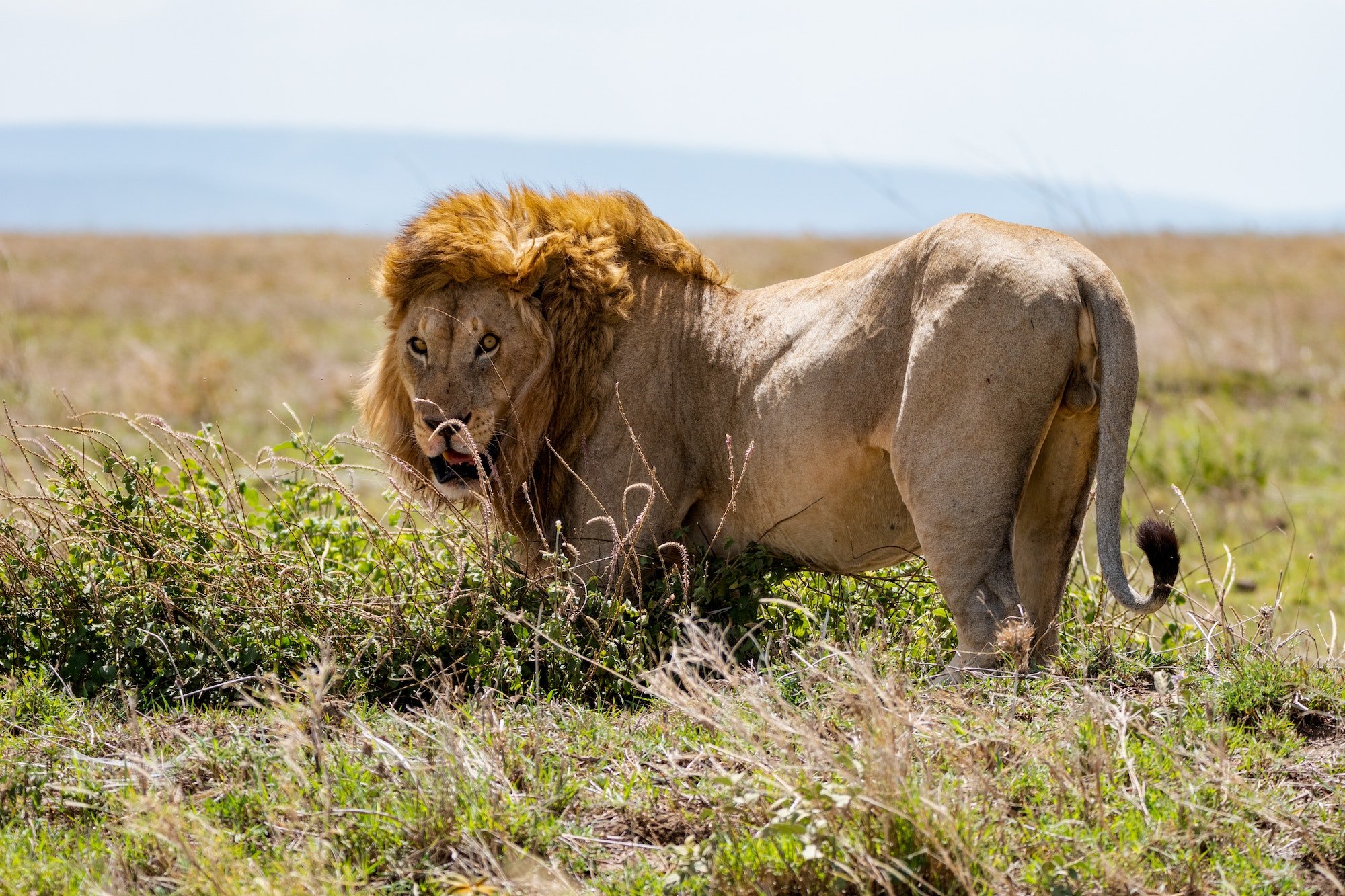 lion on the plains of Serengeti savannah