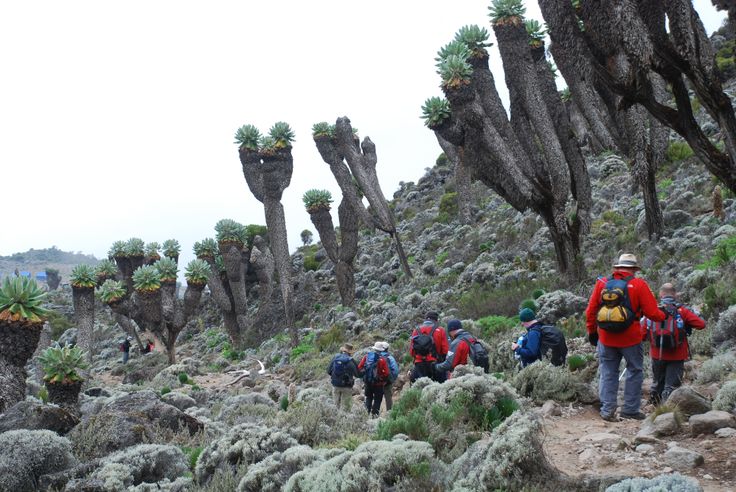 abccc90a02203ca4dfeb9b58db1cfcea--kilimanjaro-campsite