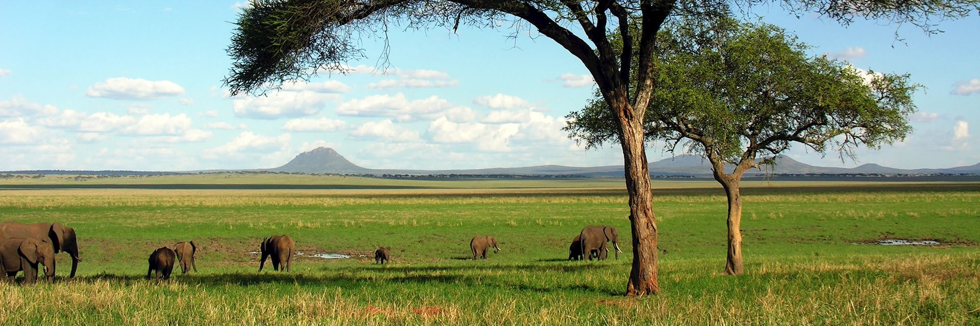 Elephants inTarangire