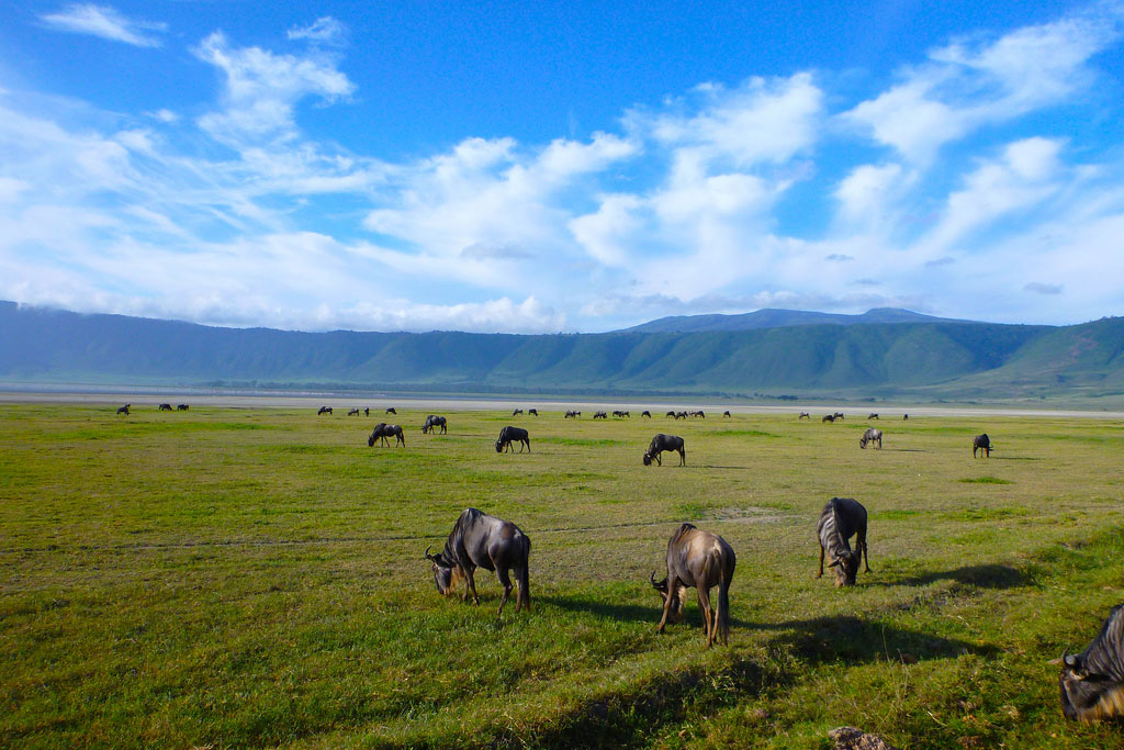 ngorongoro